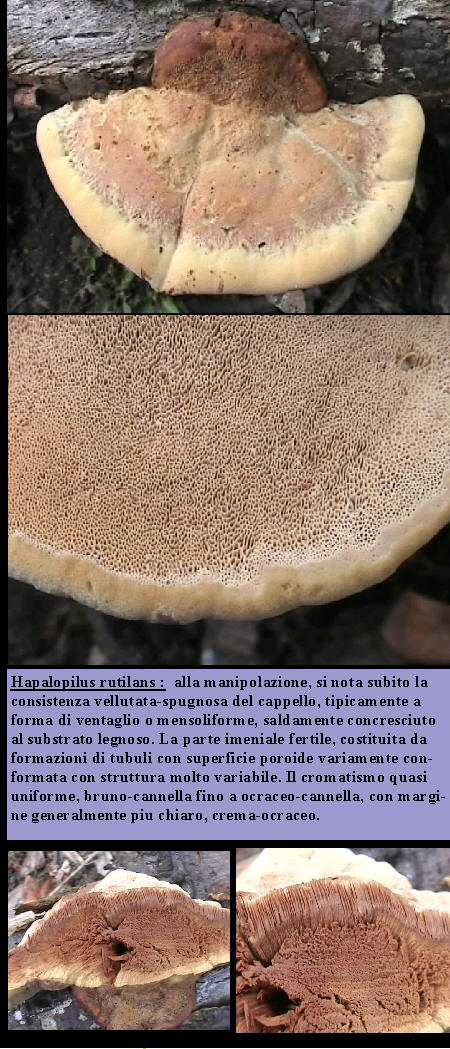Hapalopilus rutilans        (Pers.: Fr.)  P. Karst